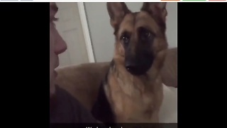 German Shepherd smacks owner in the face