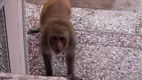 Monkey Angry and upset !!! 😱