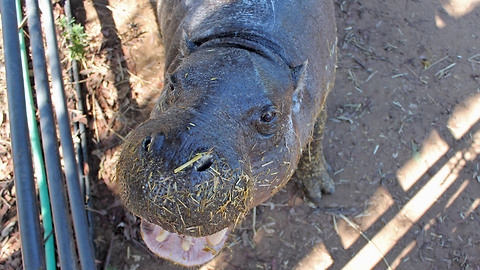 Hannah the happy hippo enjoys life after her rescue from the exotic pet trade