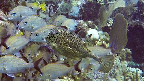 Bizarre reef fish disguises himself among regular fish
