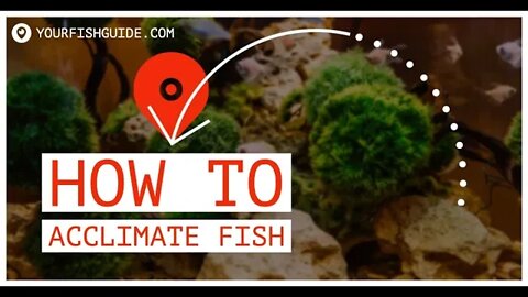 How To Acclimate Fish To Their New Home ~ MUST WATCH BEFORE GETTING A FISH