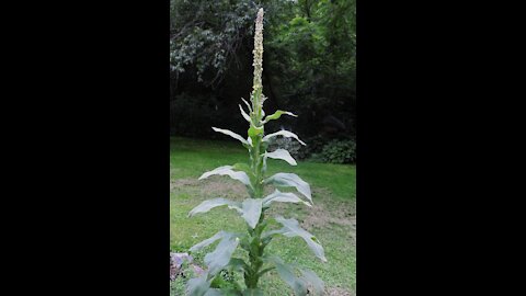 The Great Mullein