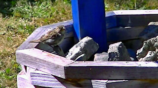 IECV NV #445 - 👀Young House Sparrow Checking Out The Wishing Well And The Bird Bath 🐤🐤7-28-2017
