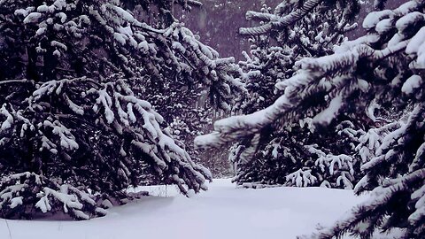 Get Some Peaceful Sleep While Listening to Snow Falling on Trees