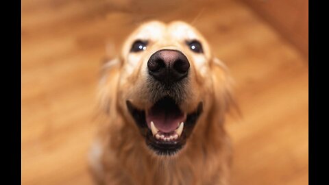 Top 5 Reasons to Welcome a GOLDEN RETRIEVER into Your Life