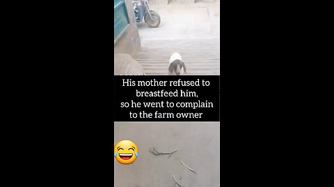 Goat complaing to farm owner about her mother🤣❤️