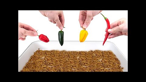 10 000 Mealworms vs 4 Hottest Pepers