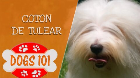 Dogs 101 - Coton De Tulear - Top Dog Facts About the Coton De Tulear