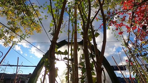 Stock Footage: Garden Time lapse (daytime)