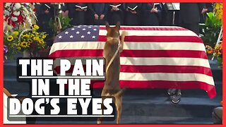 Dog Say Goodbye To His War Partner Funeral I'm Speechless!