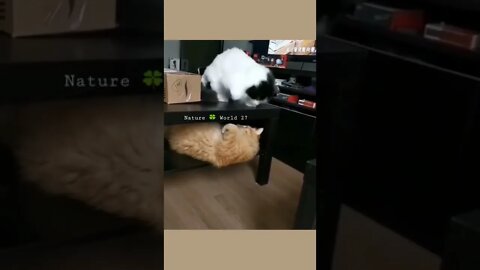 दो बिल्लियों की मस्ती🤣Two Cats Fun👈