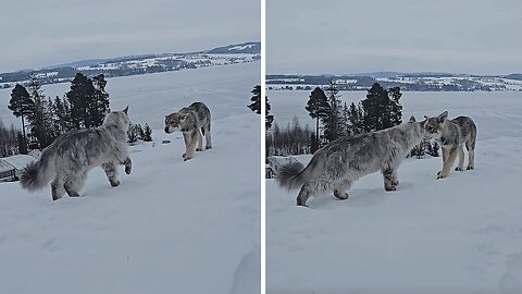 Adorable encounter between Maine Coon cat & Saarloos Wolfdog pup