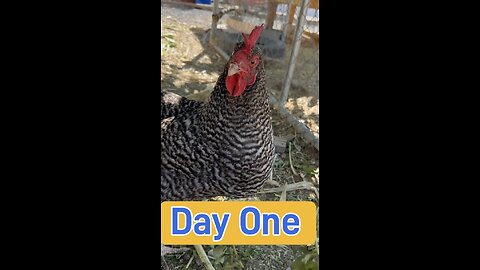 Day One Recap With The Chickens