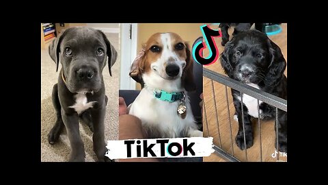 TIK TOK Doggos That Will Make You Laugh ~ Cutest TikTok Puppies