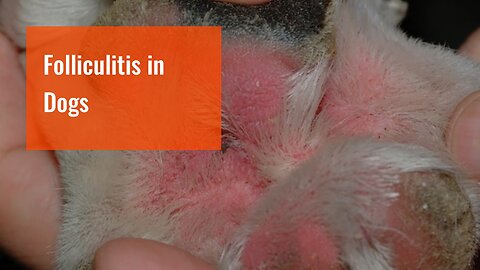 Folliculitis in Dogs