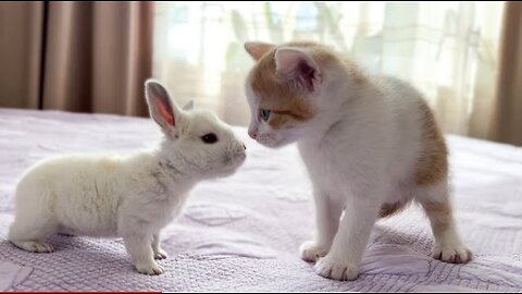 Cute Tiny Kitten Reacts to Baby Bunny [Cuteness Overload]