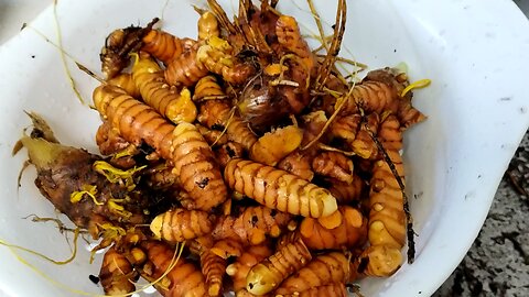 harvest tumeric in January