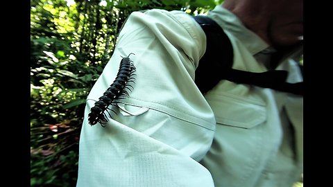 Tourists have close encounter with giant millipede in the Amazon