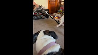 American Bulldogs tries to eat vacuum