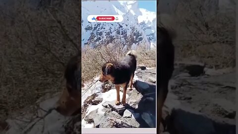 Himalayan Tales / A beautiful view with a mountain dog! #shorts #dogs #outdoors #ladakh