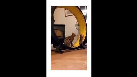 Funny Cat Fails