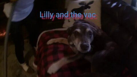 Kelpie and the vac