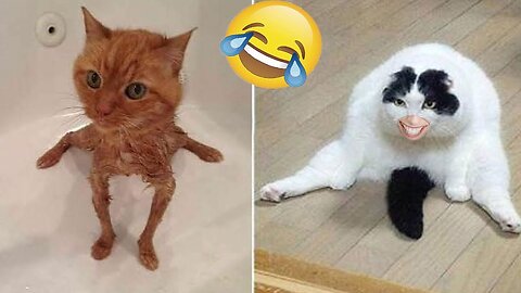 Funny Animals Fails - 2024 Cats/Dogs 🐱🐶