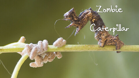 Zombie Caterpillars – (modified host behaviour)