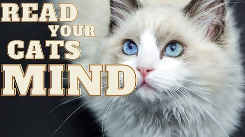 40 awesome cat facts to understand them better