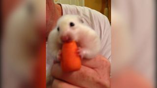 Hungry Hamster Swallows Whole Carrot