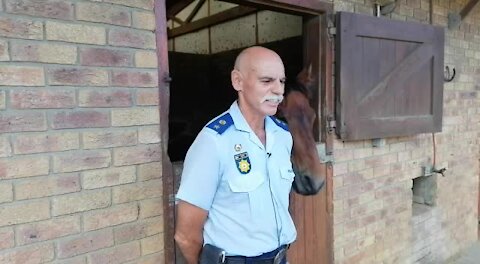 SOUTH AFRICA - Cape Town - SAPS Mounted Unit (Video) (oxv)