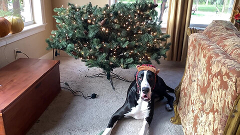 Festive Great Danes Share Christmas Tree Trimming Tip & Hack