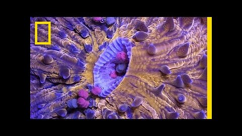 Time-Lapse: Bizarre, Beautiful Ocean Creatures | Short Film Showcase