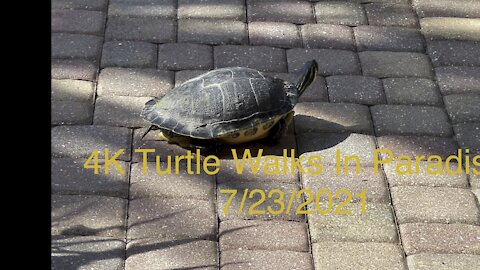 4K Turtle Walks In Paradise 7/23/2021