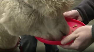 Alpaca Ranch hosting event Sunday