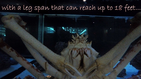 Fascinating Japanese Giant Spider Crab Interested in Camera