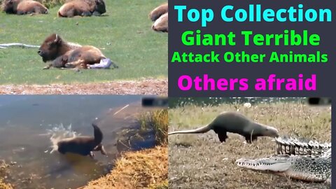 Top Ultimate Wild Animals Collection How Giant Attack Others animal∆@TOP ANIMALS