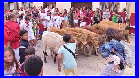 CADREITA ( NAVARRA ) TARDE ENCIERRO CHIQUI ( VIERNES 21 JULIO 2023 ) GANAD.KYRA ZAPATERIA