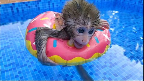 Baby monkey Bon Bon playing at the pool with puppy and duckling in the garden, funny animal video