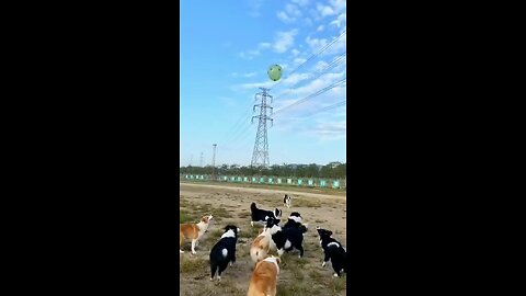 Cute Dog Friends Playing Together