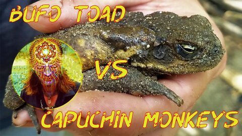 Monkeys Vs. Bufo Toad: Rumble in the Jungle!