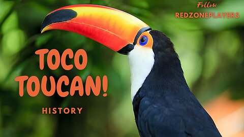 Toco toucan biography