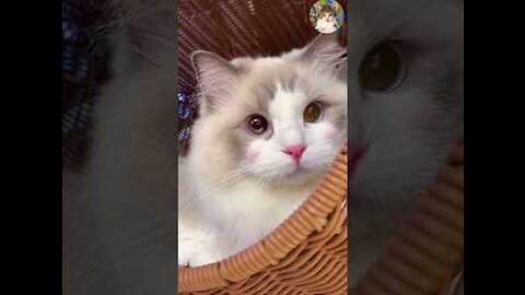 Aww Cute Cats Videos #catmeow Funny Animals Compilation😹 Try Not To Laugh Challenge MV59 #shorts
