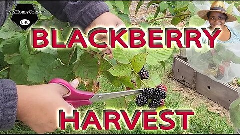 #blackberry #Harvest & More - #catshobbycorner