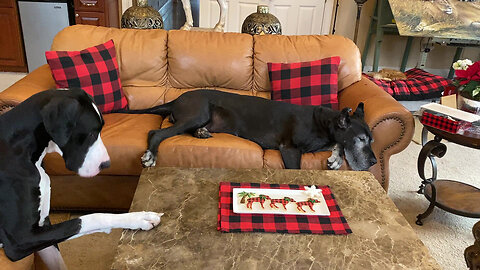 Great Danes Chill Out With Homemade Buffalo Plaid Dog Cookies