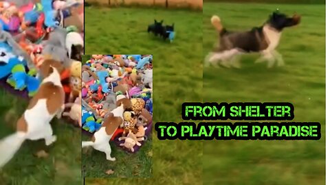 From Shelter To Playtime Paradise