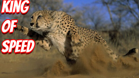 How Deadly The Cheetah Is!