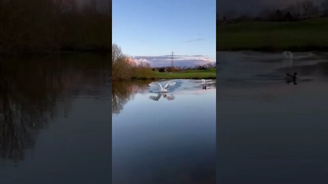 Swans are elegant until the moment they land on the water
