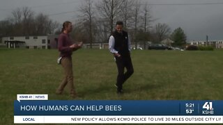 How humans can help bees