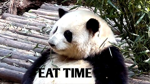 Panda eat time...